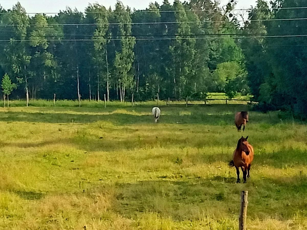 Sosnowa Polana Bialowieza Luaran gambar